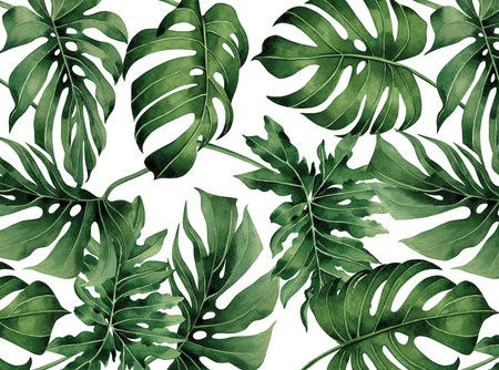 Hintergrund Wandspardose | Monstera-Pflanze