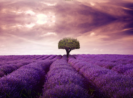 Hintergrund Wandspardose | Lavendel