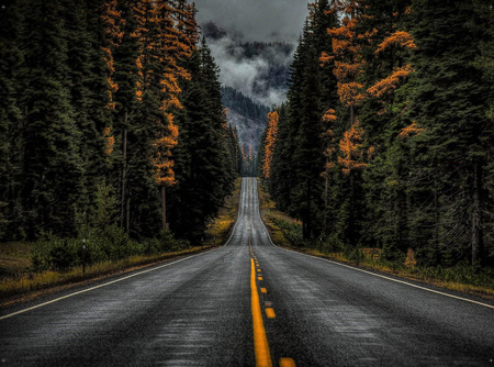 Boîte murale d'arrière-plan | Route forestière