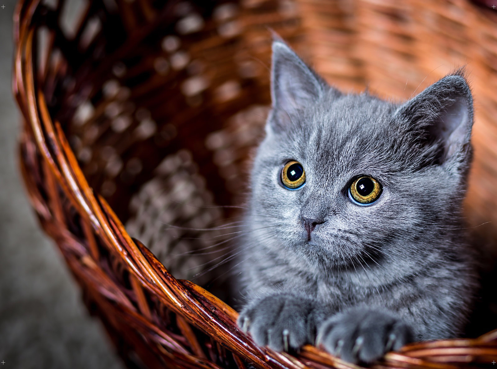 Poster di ricambio per Cashwall – Gatto