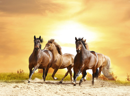 Boîte murale décorative | Chevaux