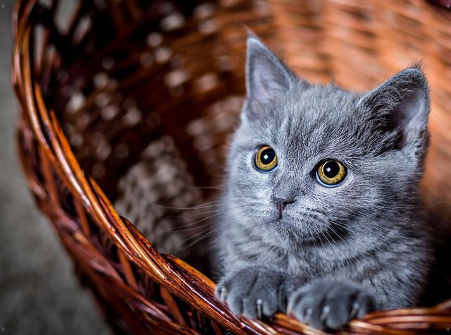 Replacement Poster for Cashwall – Cat